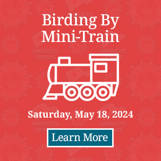 Birding By Mini-Train